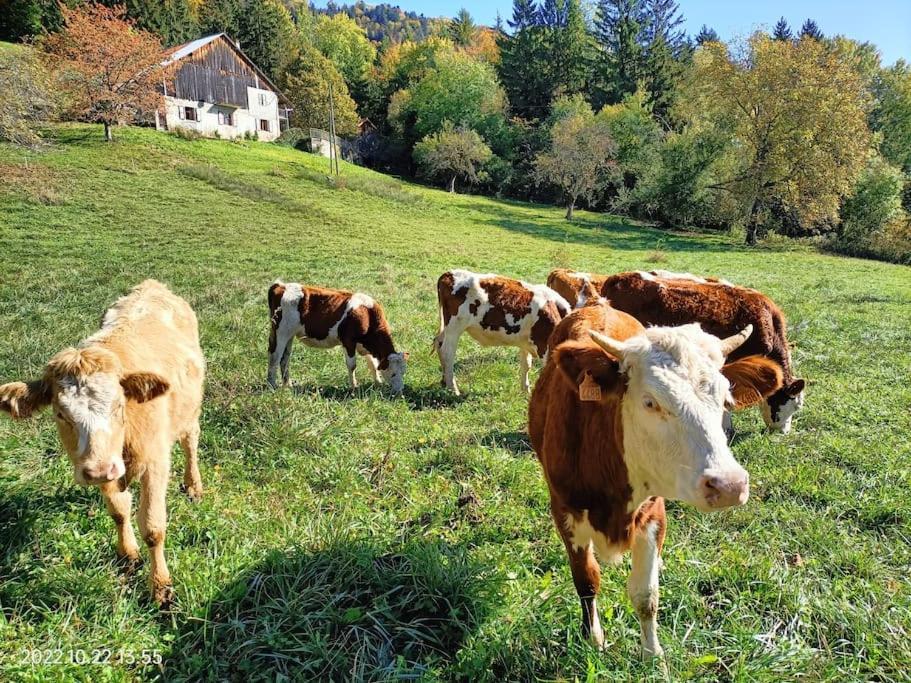 Gite Coeur De Haute-Savoie Viuz-en-Sallaz Eksteriør billede